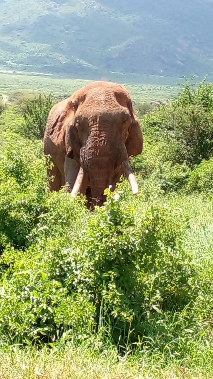 3 days 2nights  Amboseli road 001 exclusive-Resident