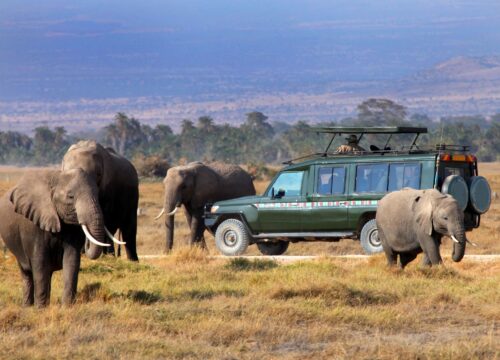 3 days, 2 nights Tsavo game drive Safari - SGR Package-Resident