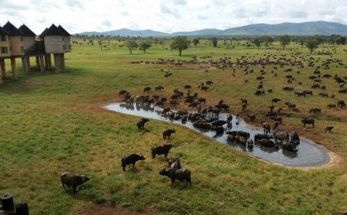 Discover Kenya’s Epic Wildebeest Migration: Unlocking its Hidden Marvels