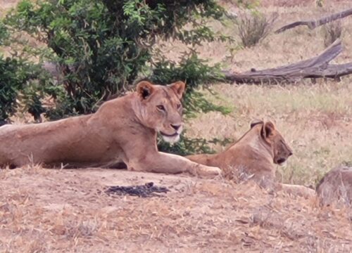 Maasai mara