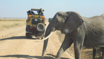 Ol Tukai Lodge Amboseli 3 nights game drive-non resident