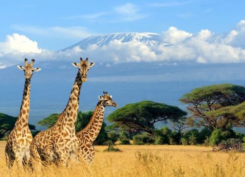 Affordable Kenya Safari Packages: Explore the Wonders of the Wild