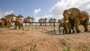 Salt lick Tsavo 3 days train package -Non Resident