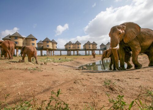 Salt lick Tsavo 3 days train package -Non Resident