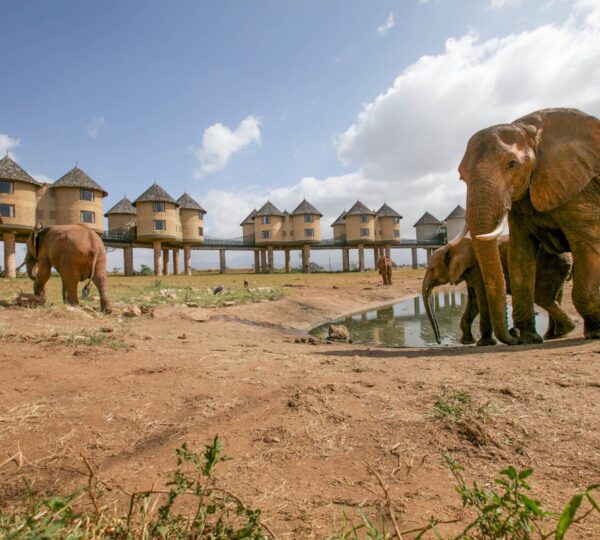 Salt lick Tsavo 3 days train package -Non Resident