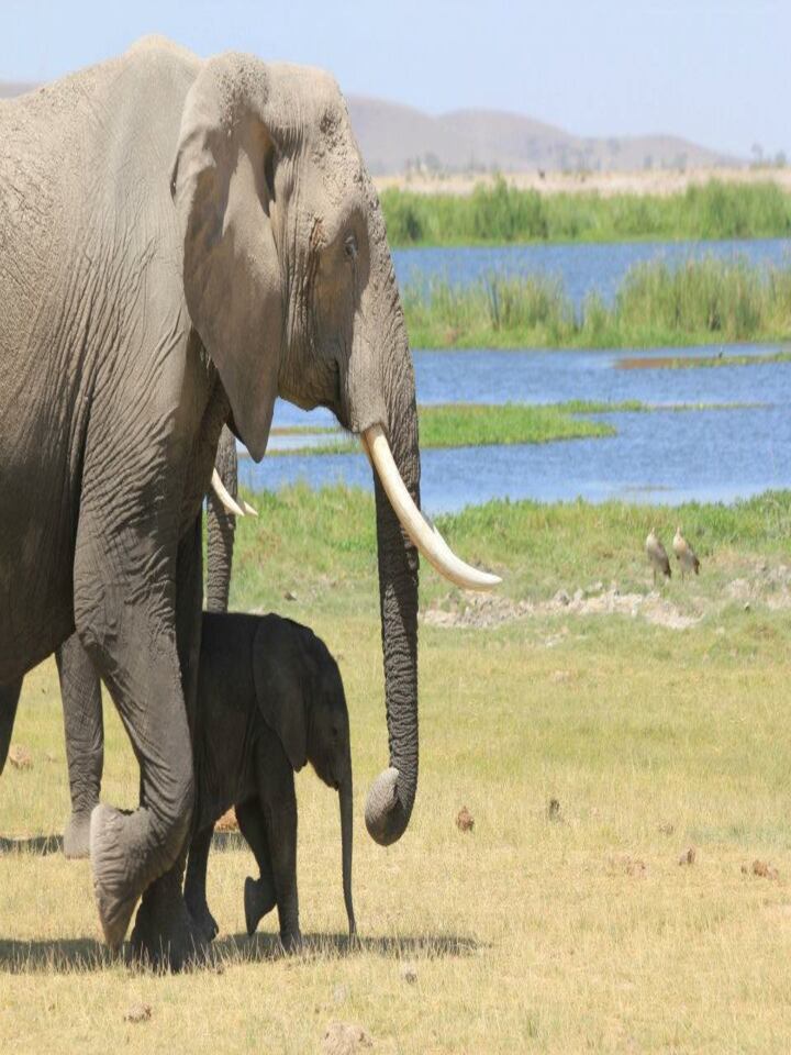 zeroone-tour-oltukai-elephantn-calf-pic