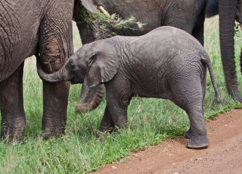 2 Nights Roam With The Royals At Maasai Mara Sopa Lodge-Non Resident