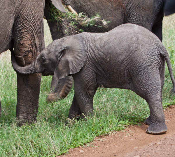 2 Nights Roam With The Royals At Maasai Mara Sopa Lodge-Non Resident