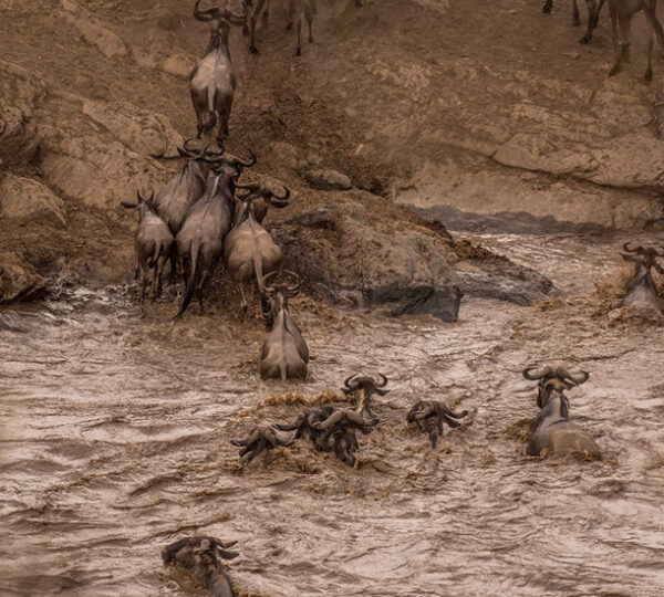 Tips For the best Tour In Kenya wildbeest migration pic at Maasai Mara