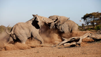 Tortilis luxury camp Amboseli 4 days game drive -non resident