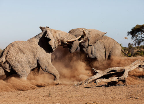 Tortilis luxury camp Amboseli 4 days game drive -non resident