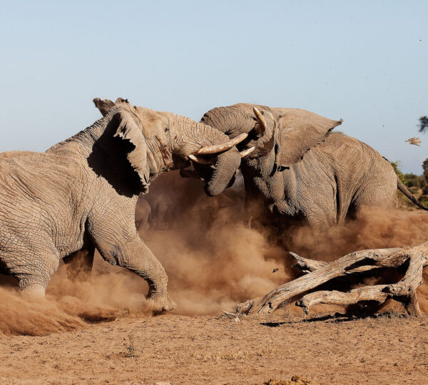 Tortilis luxury camp Amboseli 4 days game drive -non resident