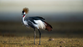 5-Day Discover Kenya's Treasures Safari Spectacle