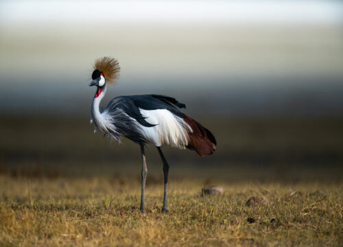 5-Day Discover Kenya's Treasures Safari Spectacle